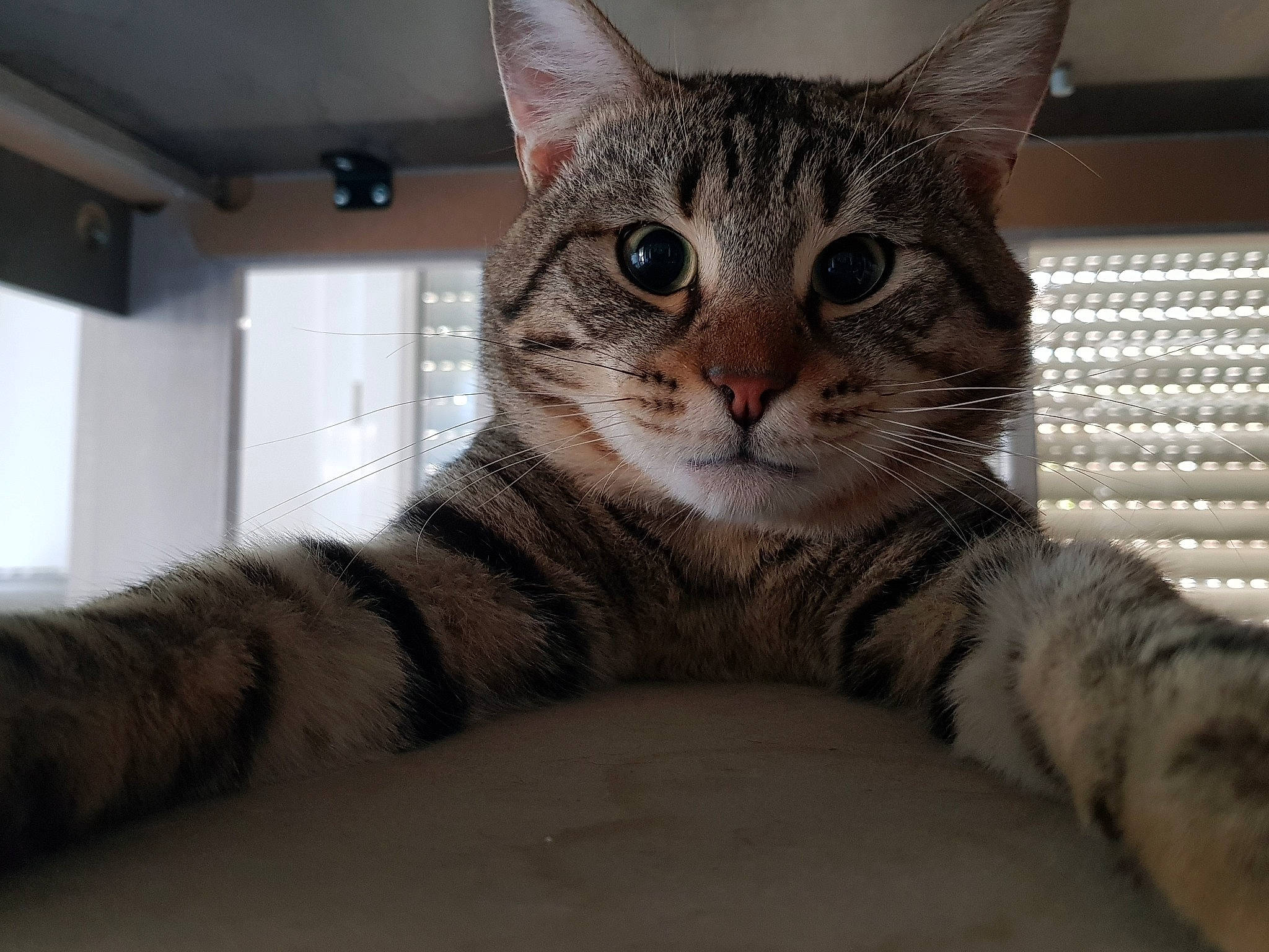 Mushu participe au concours pour gagner de l'argent avec cette photo : aegean_cat, american_shorthair, american_wirehair, asian, australian_mist, california_spangled, carnivore, cat, domestic_short_haired_cat, dragon_li, egyptian_mau, european_shorthair, felidae, mammal, ocicat, pixie_bob, small_to_medium_sized_cats, tabby_cat, vertebrate, whiskers