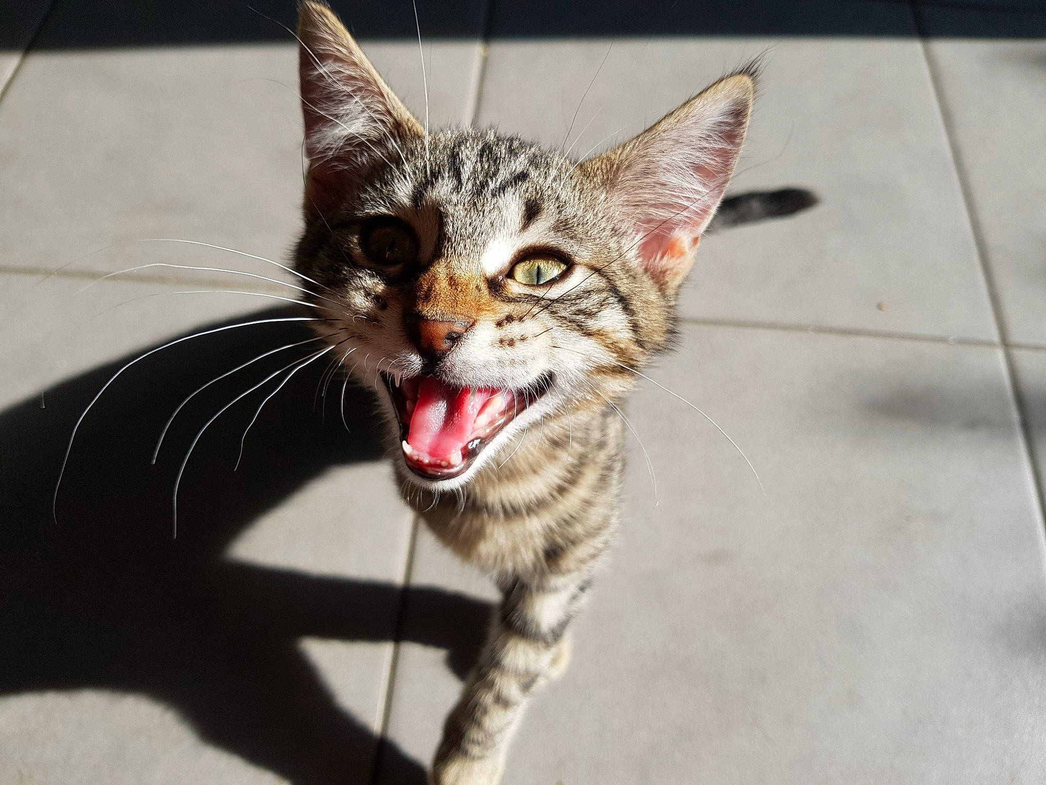 Mushu a rejoint le concours — aidez-le/la à gagner de superbes lots ! aegean_cat, asian, california_spangled, carnivore, cat, domestic_short_haired_cat, dragon_li, egyptian_mau, european_shorthair, facial_expression, felidae, kitten, mammal, ocicat, small_to_medium_sized_cats, snapshot, snout, tabby_cat, vertebrate, whiskers