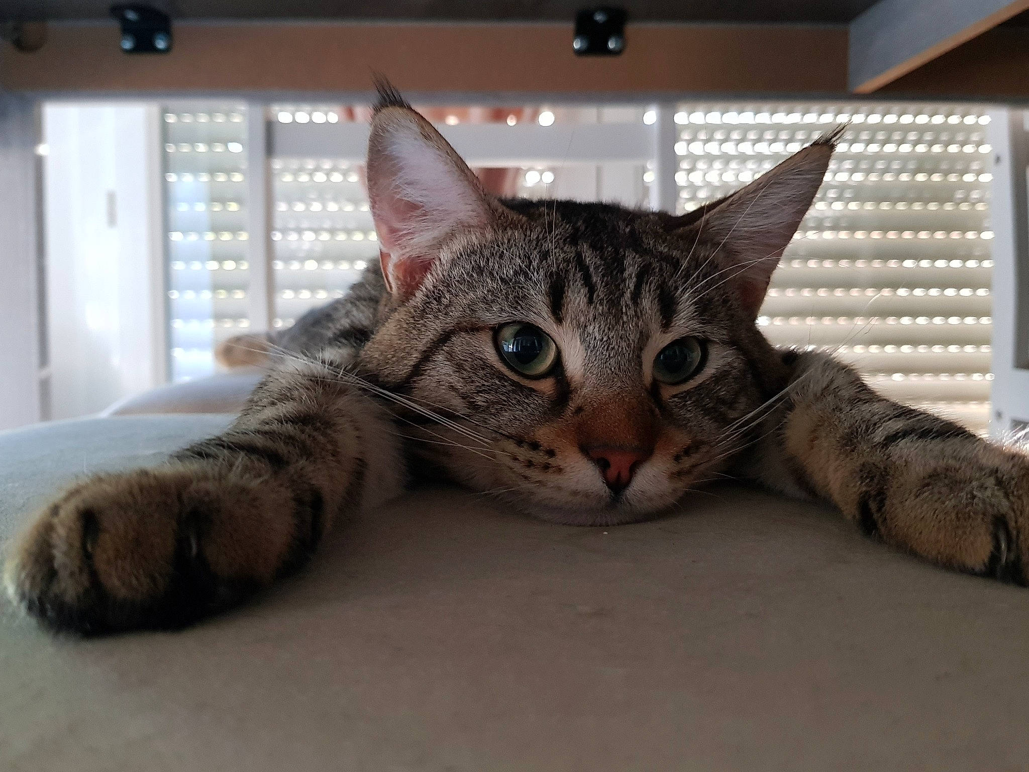 Mushu participe au concours pour gagner de l'argent avec cette photo : aegean_cat, american_shorthair, asian, bengal, california_spangled, carnivore, cat, domestic_short_haired_cat, dragon_li, egyptian_mau, european_shorthair, felidae, mammal, ocicat, pixie_bob, small_to_medium_sized_cats, snout, tabby_cat, vertebrate, whiskers