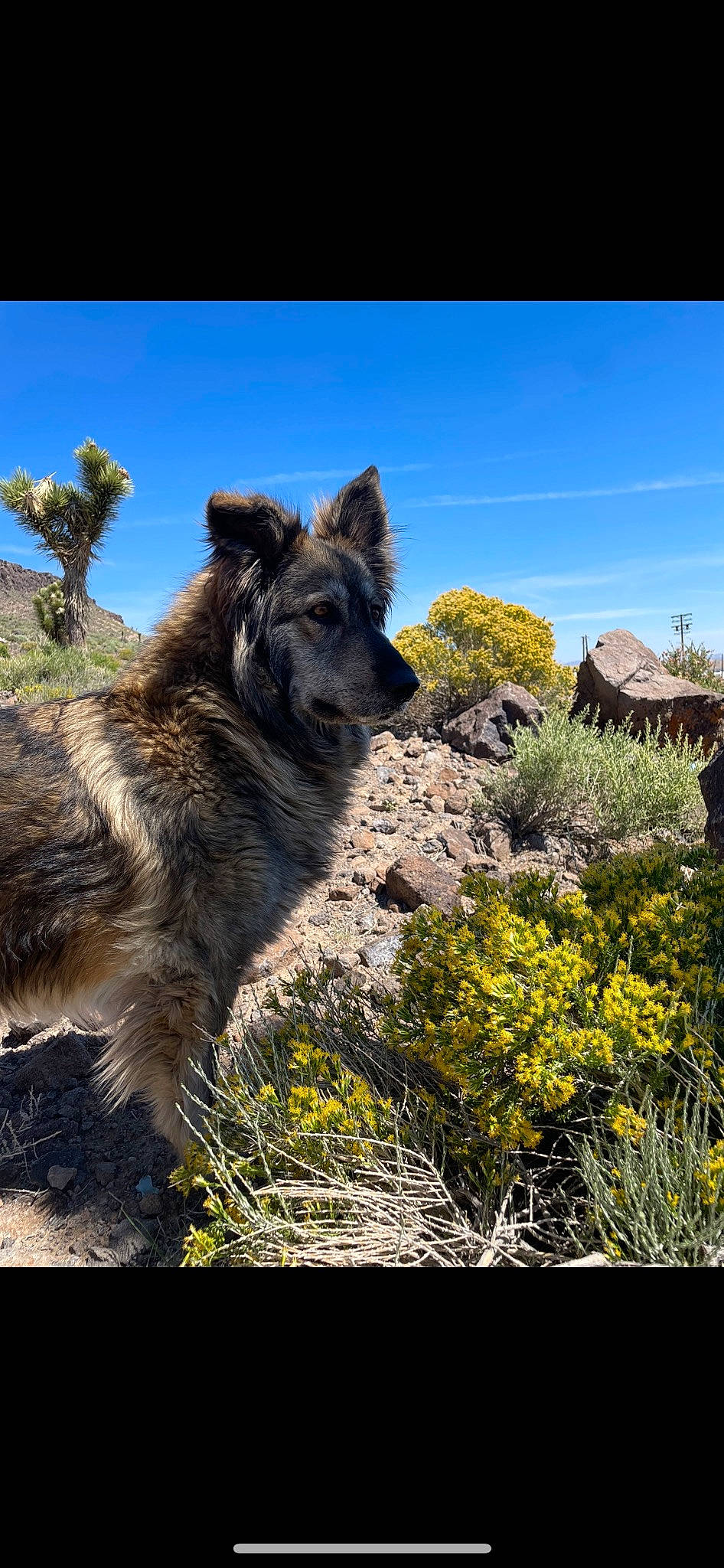 Holly joined the competition — help win amazing prizes! canidae, carnivore, cloud, dog, dog_breed, fawn, flower, grass, landscape, natural_landscape, plant, rock, shrubland, sky, snout, sporting_group, tail, terrestrial_animal, tree, wildlife