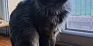 Cyrius a rejoint le concours — aidez-le/la à gagner de superbes lots ! animal, background, calm, cat, daylight, domestic, feline, fluffy, fur, gray, indoor, pet, quiet, screen_window, sitting, tail, white_patches, window, windowsill, wooden_surface