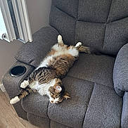 Isis participe au concours pour gagner de l'argent avec cette photo : cat, comfortable, cozy, domestic_animal, feline, fluffy, furniture, gray, indoor, living_room, nap, pet, recliner, relaxing, resting, sleeping, sprawled, tabby, white_paws, wood_floor
