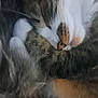 Isis a rejoint le concours — aidez-le/la à gagner de superbes lots ! animal, cat, close_up, companion, cozy, cute, domestic_animal, feline, fluffy, fur, indoor, mammal, paw, peaceful, pet, relaxation, resting, sleeping, soft, whiskers