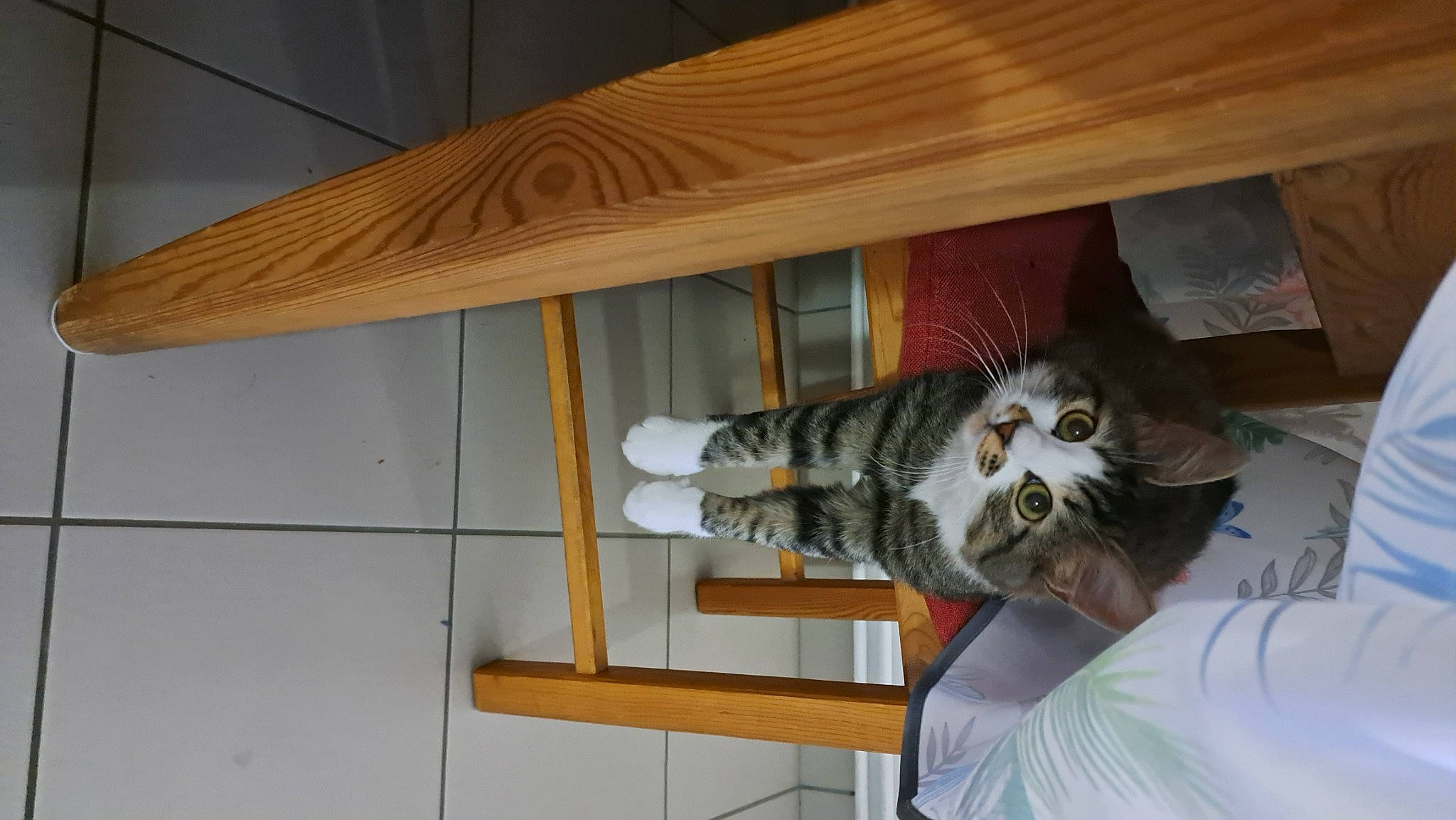 Isis participe au concours pour gagner de l'argent avec cette photo : cabinetry, carnivore, cat, ceiling, display_case, domestic_short_haired_cat, felidae, flooring, fur, hardwood, plywood, room, shelf, shelving, small_to_medium_sized_cats, tail, whiskers, window, wood, wood_stain