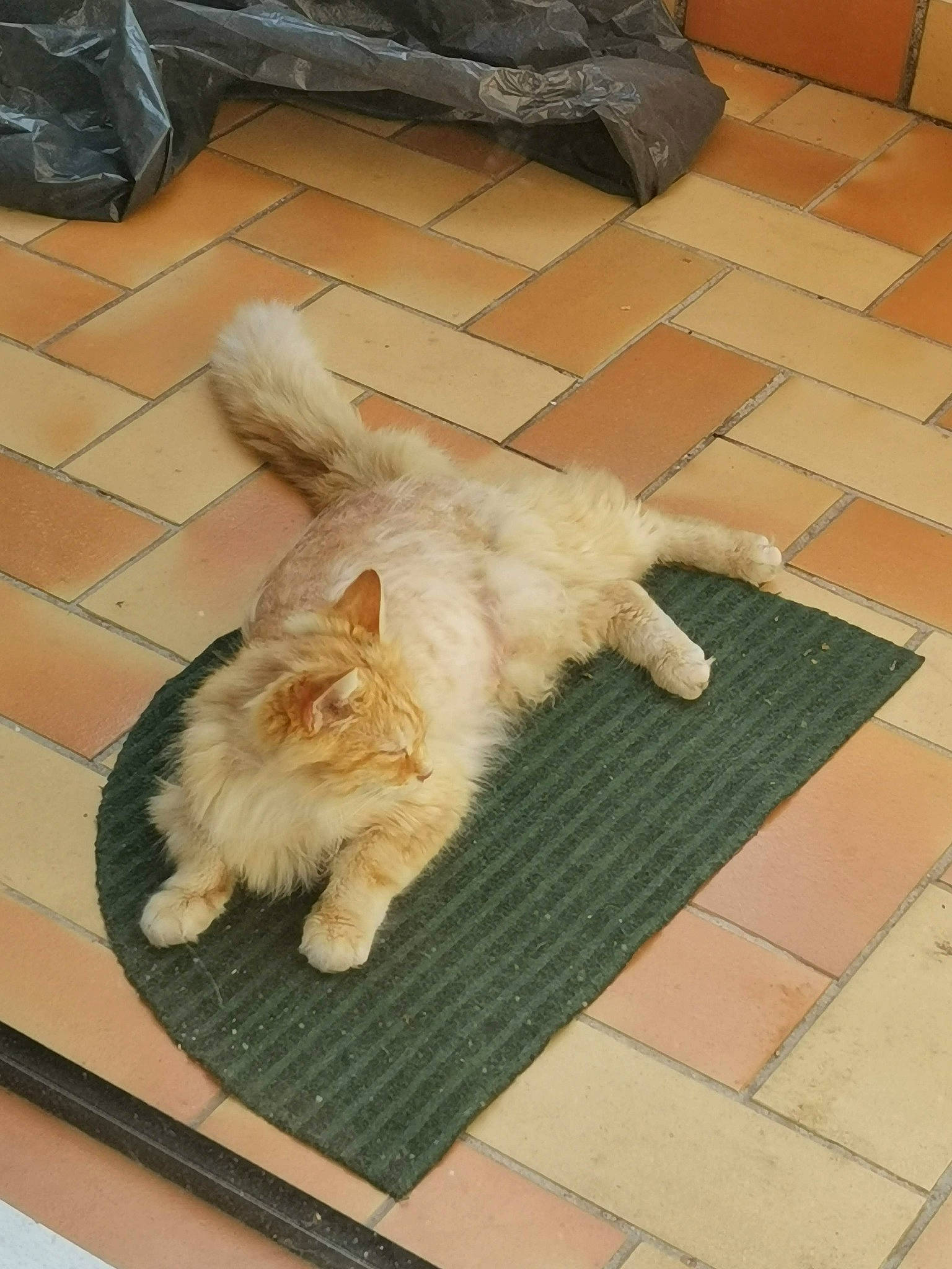 Caramel participe au concours pour gagner de l'argent avec cette photo : canidae, carnivore, cat, claw, companion_dog, dog_breed, domestic_short_haired_cat, fawn, felidae, floor, flooring, fur, hardwood, paw, small_to_medium_sized_cats, sporting_group, tail, tile_flooring, whiskers, wood