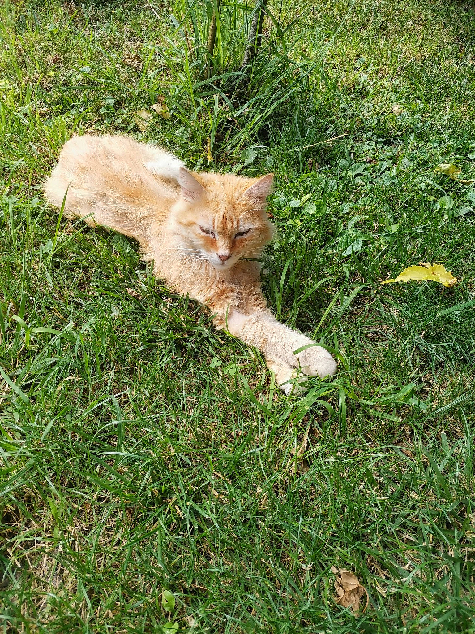 Caramel participe au concours pour gagner de l'argent avec cette photo : canidae, carnivore, cat, domestic_short_haired_cat, fawn, felidae, fur, grass, grassland, groundcover, pasture, plant, small_to_medium_sized_cats, snout, sporting_group, tail, terrestrial_animal, tree, whiskers, wildlife