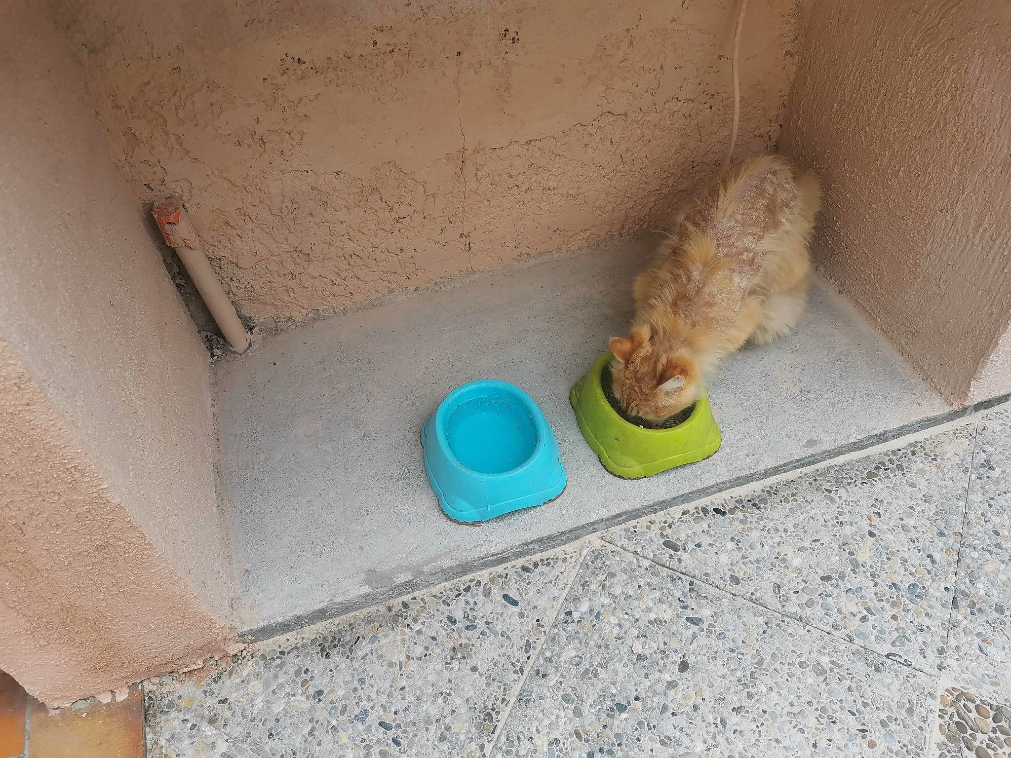 Caramel participe au concours pour gagner de l'argent avec cette photo : animal_feed, cat_supply, concrete, dog_food, fawn, felidae, floor, flooring, hardwood, pet_supply, plaster, plastic, rectangle, room, shelving, small_animal_food, soil, toy, wall, wood
