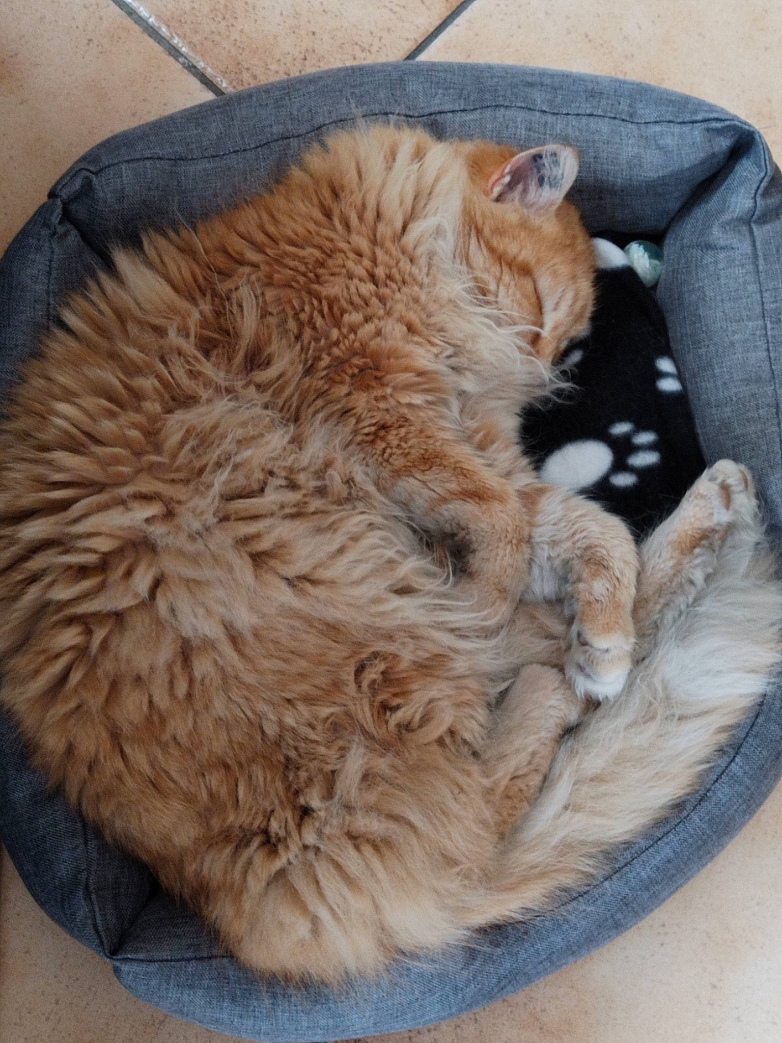 Chou participe au concours pour gagner de l'argent avec cette photo : carnivore, cat, cat_bed, cat_supply, claw, comfort, domestic_short_haired_cat, felidae, flooring, fur, nap, paw, sleep, small_to_medium_sized_cats, snout, tail, whiskers, wood, wool