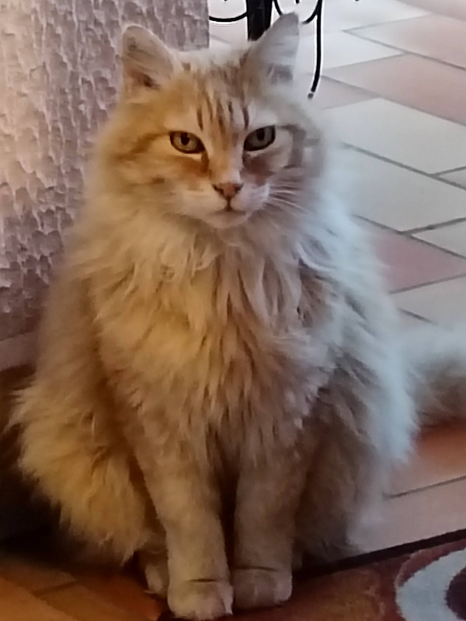 Chou a rejoint le concours — aidez-le/la à gagner de superbes lots ! british_longhair, carnivore, cat, felidae, flooring, fur, hardwood, maine_coon, paw, persian, ragdoll, small_to_medium_sized_cats, snout, tail, terrestrial_animal, whiskers, window, wood