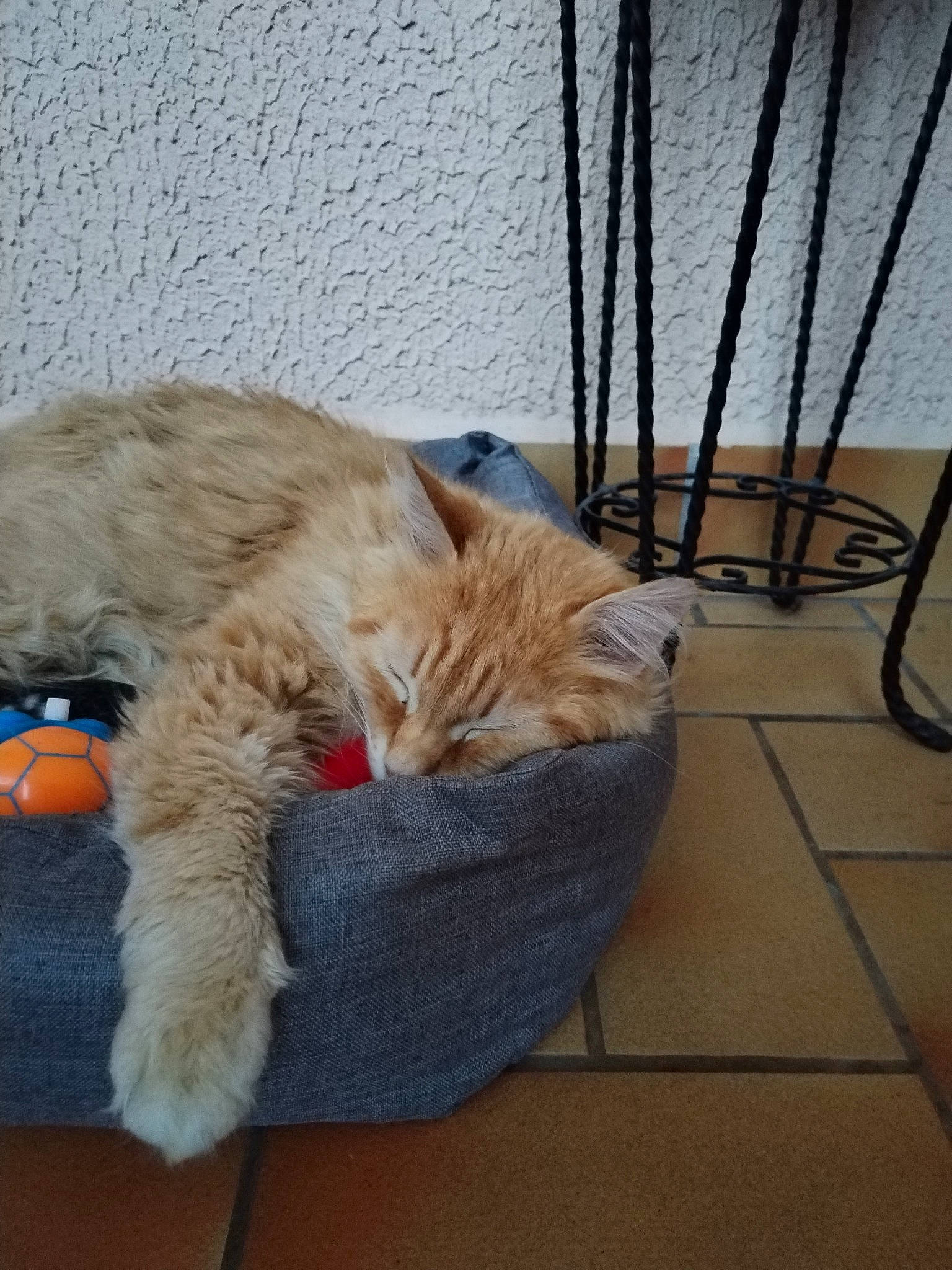 Chou participe au concours pour gagner de l'argent avec cette photo : canidae, carnivore, cat, claw, comfort, companion_dog, domestic_short_haired_cat, fawn, felidae, flooring, fur, hardwood, nap, paw, pet_supply, small_to_medium_sized_cats, snout, tail, whiskers, wood