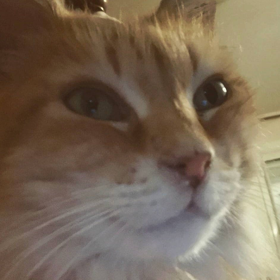 Chou a rejoint le concours — aidez-le/la à gagner de superbes lots ! carnivore, cat, close_up, domestic_short_haired_cat, ear, felidae, fur, small_to_medium_sized_cats, snout, whiskers