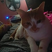 Sunflower joined the competition — help win amazing prizes! animal, bed, blanket, cat, closeup, cozy, domestic_cat, fan, feline, furniture, indoor, orange_cat, patterned_bedspread, pet, relaxing, resting, room, sleepy, soft_light, white_cat