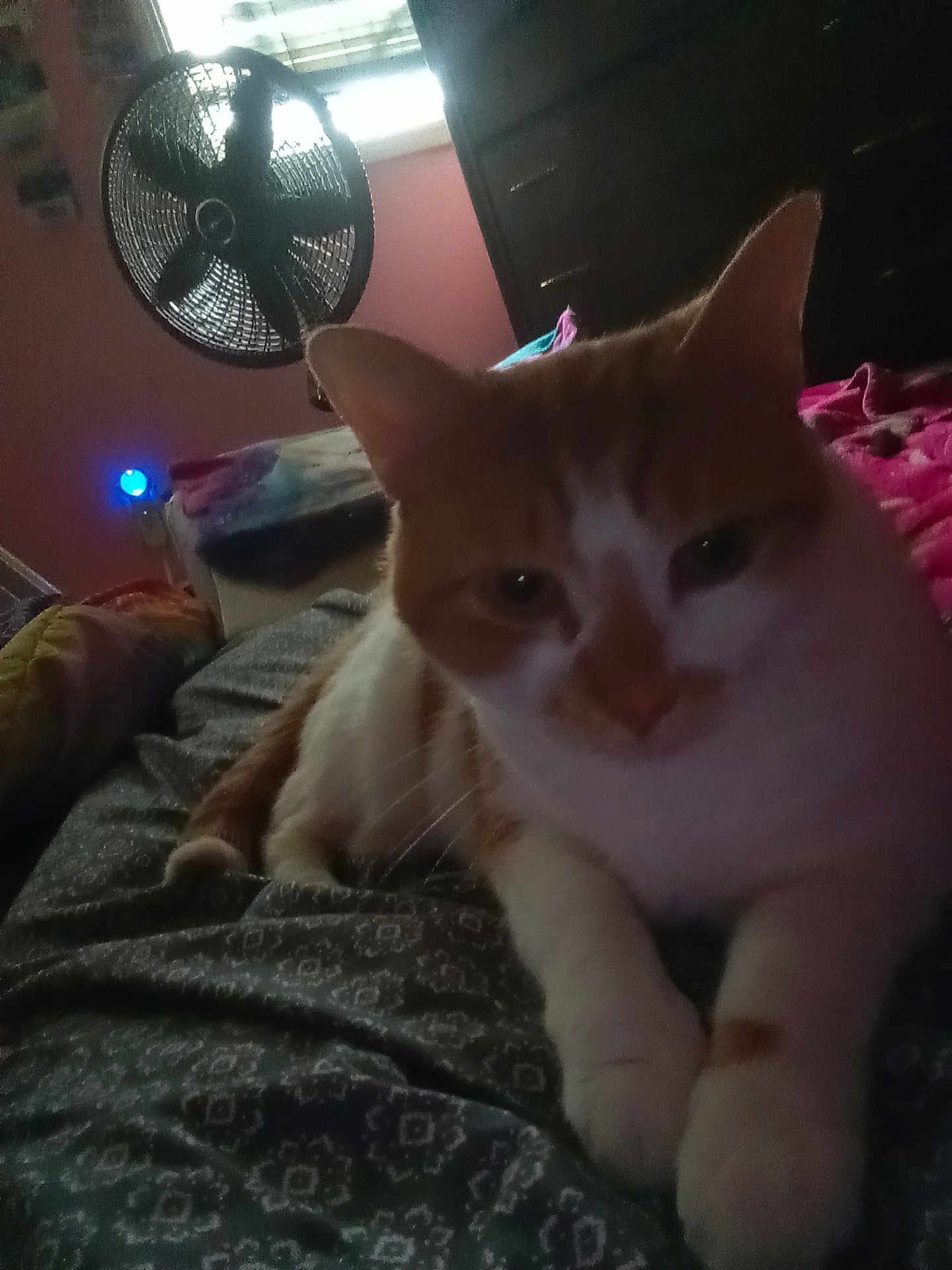 Sunflower joined the competition — help win amazing prizes! animal, bed, blanket, cat, closeup, cozy, domestic_cat, fan, feline, furniture, indoor, orange_cat, patterned_bedspread, pet, relaxing, resting, room, sleepy, soft_light, white_cat