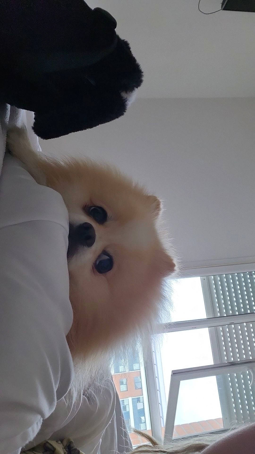 Gucci participe au concours pour gagner de l'argent avec cette photo : animal, black_object, closeup, companion, cozy, curious, cute, dog, domestic, fluffy, furniture, indoor, light, pet, portrait, resting, soft, urban_view, white_surface, window