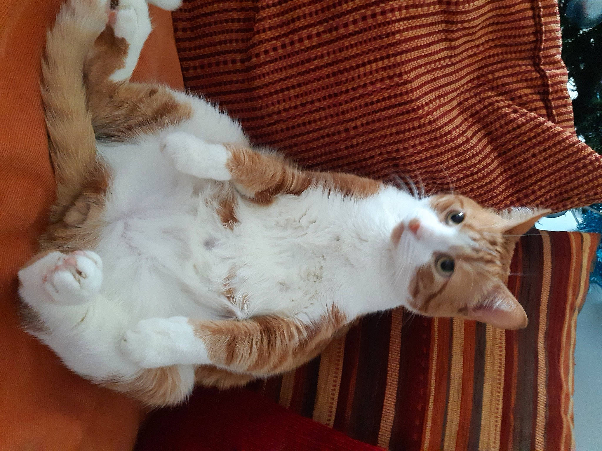 Polo participe au concours pour gagner de l'argent avec cette photo : canidae, carnivore, cat, claw, collar, comfort, companion_dog, dog_breed, domestic_short_haired_cat, fawn, felidae, fur, hardwood, lap, paw, small_to_medium_sized_cats, snout, tail, whiskers, wood