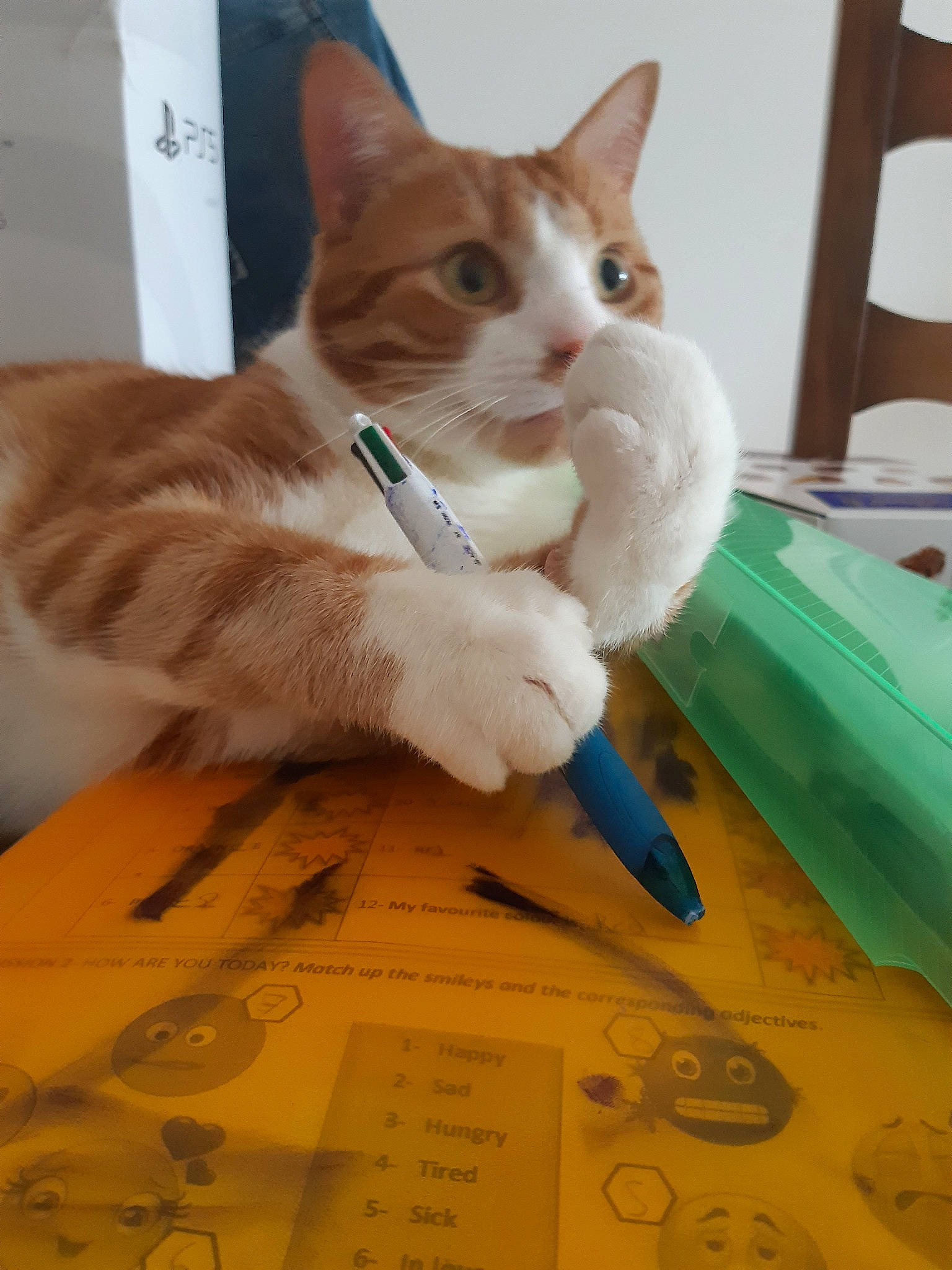 Polo a rejoint le concours — aidez-le/la à gagner de superbes lots ! carnivore, cat, chair, claw, comfort, domestic_short_haired_cat, fawn, felidae, flooring, fur, handwriting, office_supplies, paw, small_to_medium_sized_cats, snout, tail, whiskers, wood, writing, writing_implement