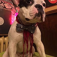Oscar a rejoint le concours — aidez-le/la à gagner de superbes lots ! dog, french_bulldog, bow_tie, scarf, pet, indoor, sitting, cute, animal, face, ears, couch, cushion, lamp, wall, decor, vintage, portrait, mammal, companion