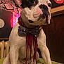 dog, french_bulldog, bow_tie, scarf, pet, indoor, sitting, cute, animal, face, ears, couch, cushion, lamp, wall, decor, vintage, portrait, mammal, companion