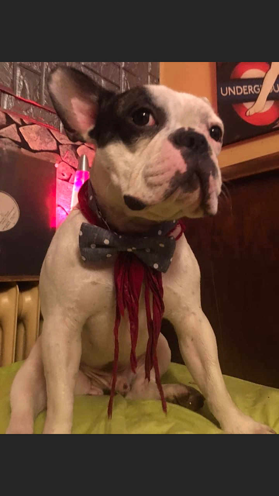 Oscar a rejoint le concours — aidez-le/la à gagner de superbes lots ! dog, french_bulldog, bow_tie, scarf, pet, indoor, sitting, cute, animal, face, ears, couch, cushion, lamp, wall, decor, vintage, portrait, mammal, companion