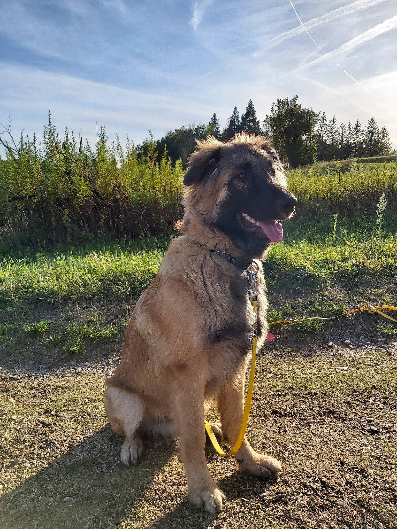 Aiden participe au concours pour gagner de l'argent avec cette photo : canidae, carnivore, dog, dog_breed, fawn, golden_retriever, guard_dog, mammal, retriever, sporting_group, vertebrate, working_dog