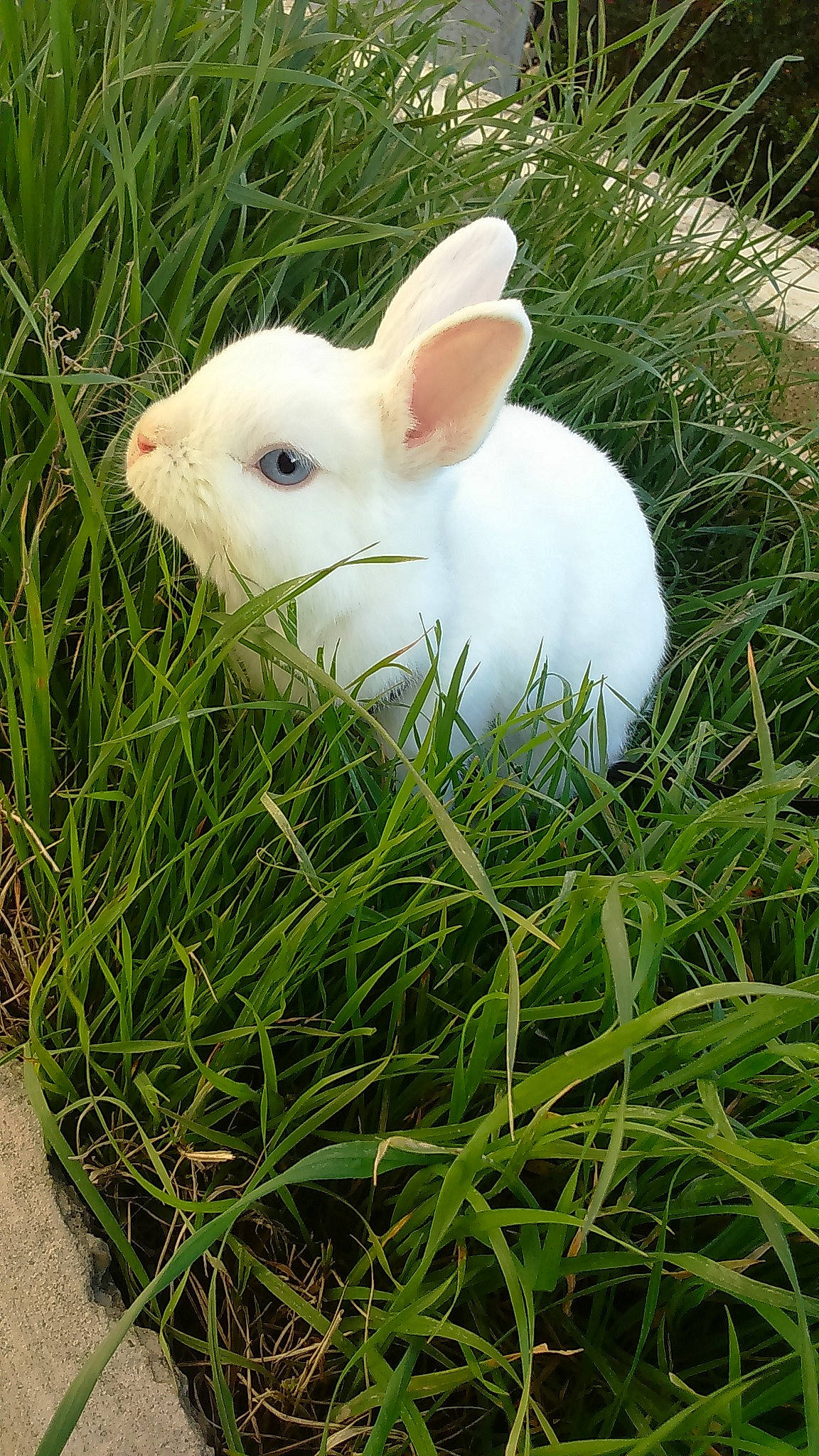 Negi a rejoint le concours — aidez-le/la à gagner de superbes lots ! domestic_rabbit, easter_bunny, fodder, grass, grass_family, hare, plant, rabbit, rabbits_and_hares, skin, snout, whiskers, wildlife