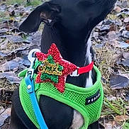 Pépito a rejoint le concours — aidez-le/la à gagner de superbes lots ! dog, black_dog, small_dog, harness, green_harness, leash, blue_leash, christmas_decoration, star_decoration, outdoor, grass, leaves, holiday, festive, pet, animal, sitting, side_view, cute, attentive