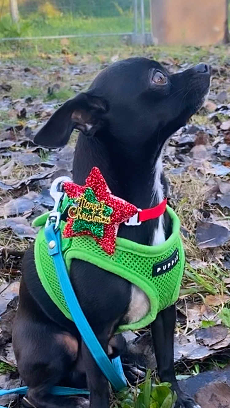 Pépito a rejoint le concours — aidez-le/la à gagner de superbes lots ! dog, black_dog, small_dog, harness, green_harness, leash, blue_leash, christmas_decoration, star_decoration, outdoor, grass, leaves, holiday, festive, pet, animal, sitting, side_view, cute, attentive