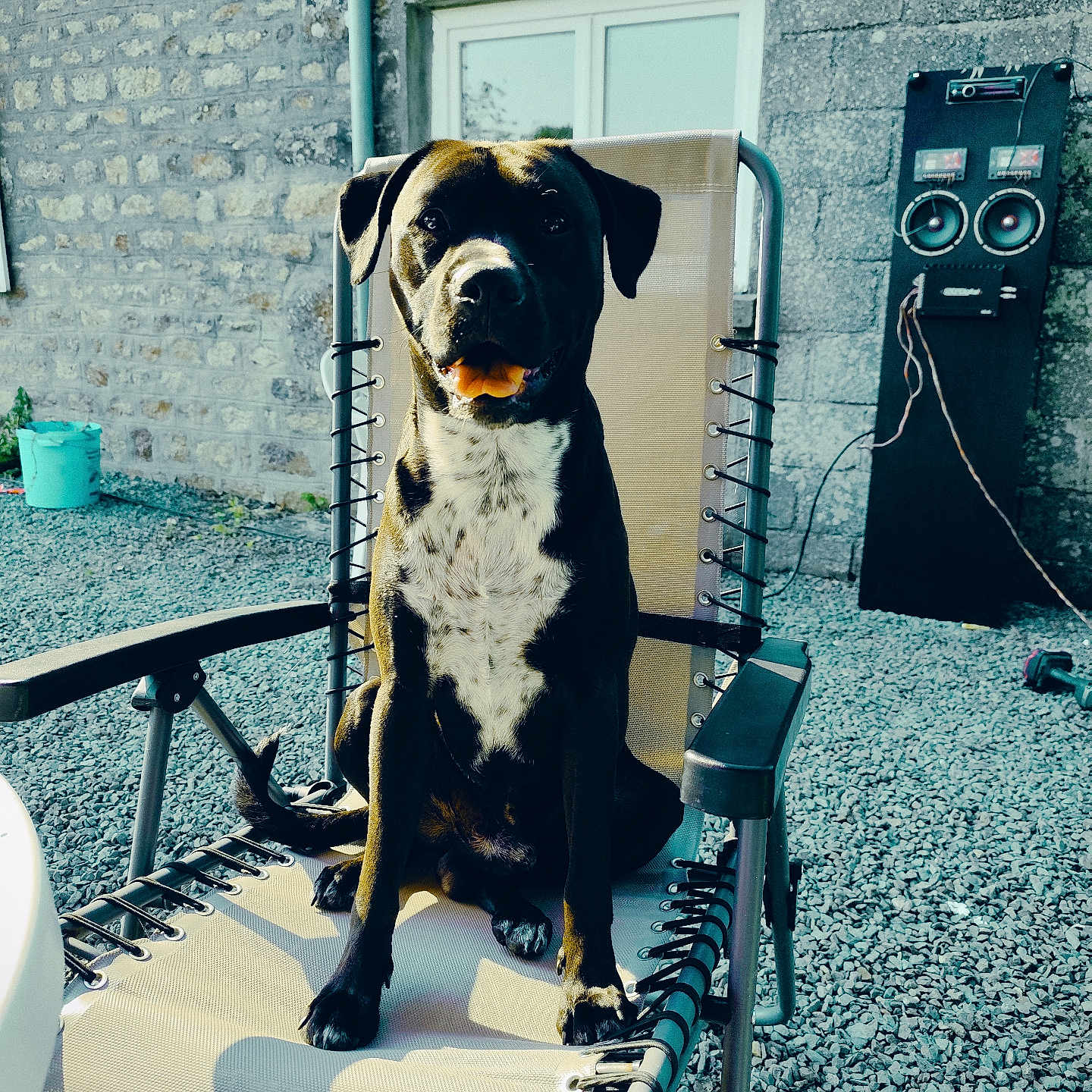Taz a rejoint le concours — aidez-le/la à gagner de superbes lots ! alloywheel, animal, architecture, bulldog, canine, car, carwheel, dog, electronics, handrail, hound, machine, pet, pointer, speaker, spoke, tire, transportation, vehicle, wheel