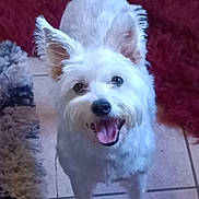 Lucy joined the competition — help win amazing prizes! dog, white_dog, pet, happy, smiling, ears, fur, indoor, floor, tile, rug, animal, cute, friendly, looking_up, tongue_out, canine, companion, playful, domestic