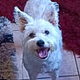 dog, white_dog, pet, happy, smiling, ears, fur, indoor, floor, tile, rug, animal, cute, friendly, looking_up, tongue_out, canine, companion, playful, domestic