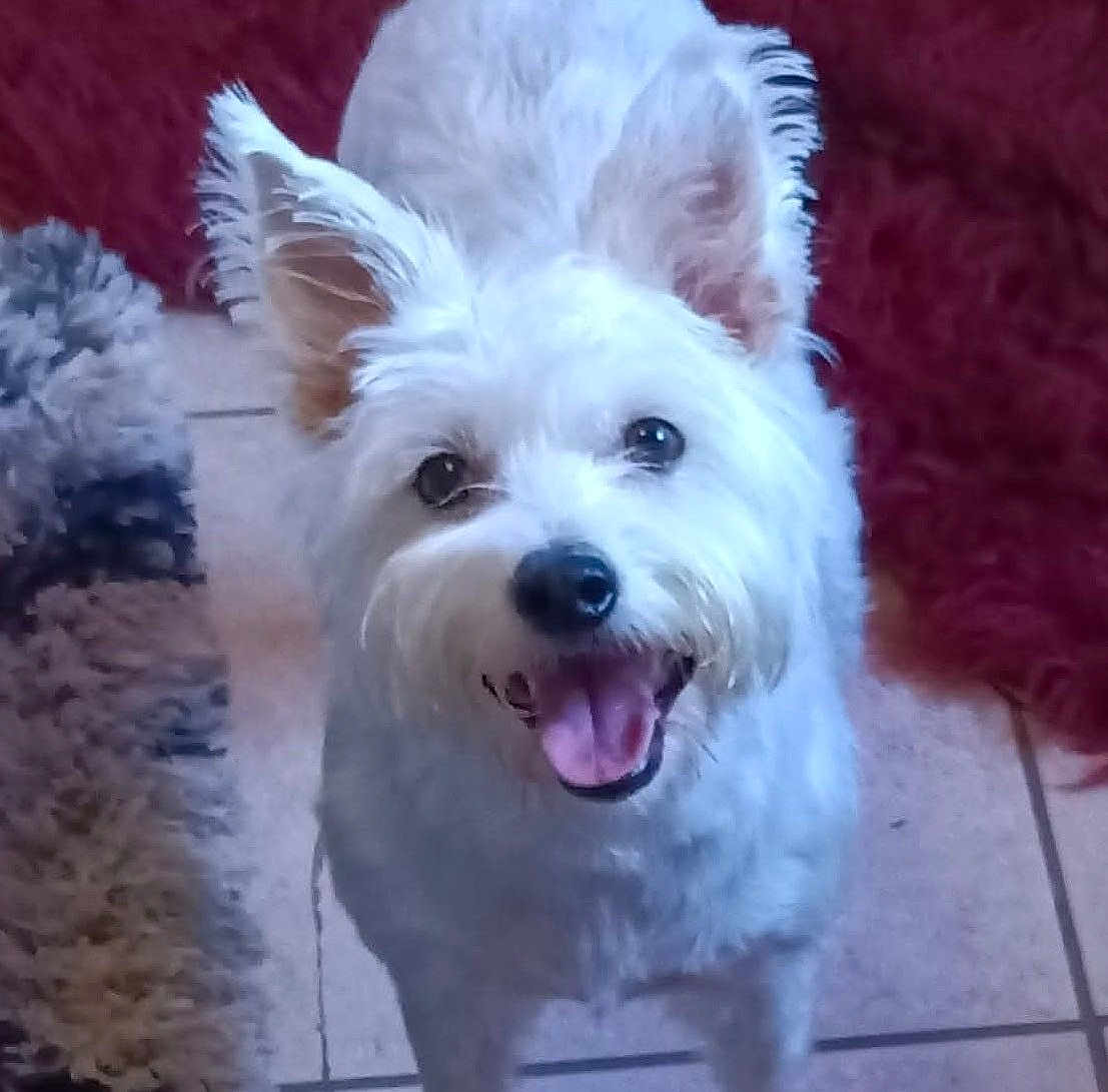 Lucy joined the competition — help win amazing prizes! dog, white_dog, pet, happy, smiling, ears, fur, indoor, floor, tile, rug, animal, cute, friendly, looking_up, tongue_out, canine, companion, playful, domestic
