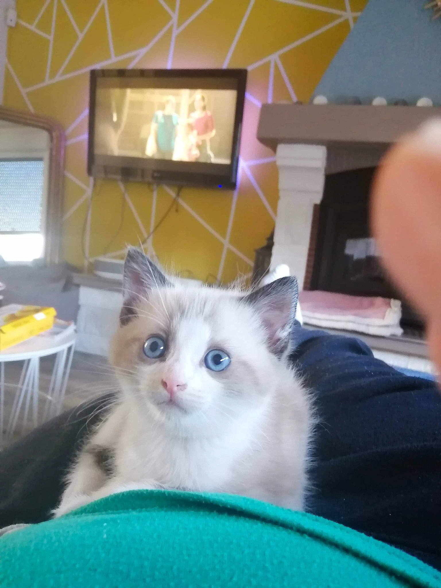 Ruby a rejoint le concours — aidez-le/la à gagner de superbes lots ! american_curl, carnivore, cat, domestic_long_haired_cat, eye, fawn, felidae, kitten, mammal, munchkin, norwegian_forest_cat, ojos_azules, ragamuffin, ragdoll, small_to_medium_sized_cats, snowshoe, turkish_angora, turkish_van, vertebrate, whiskers