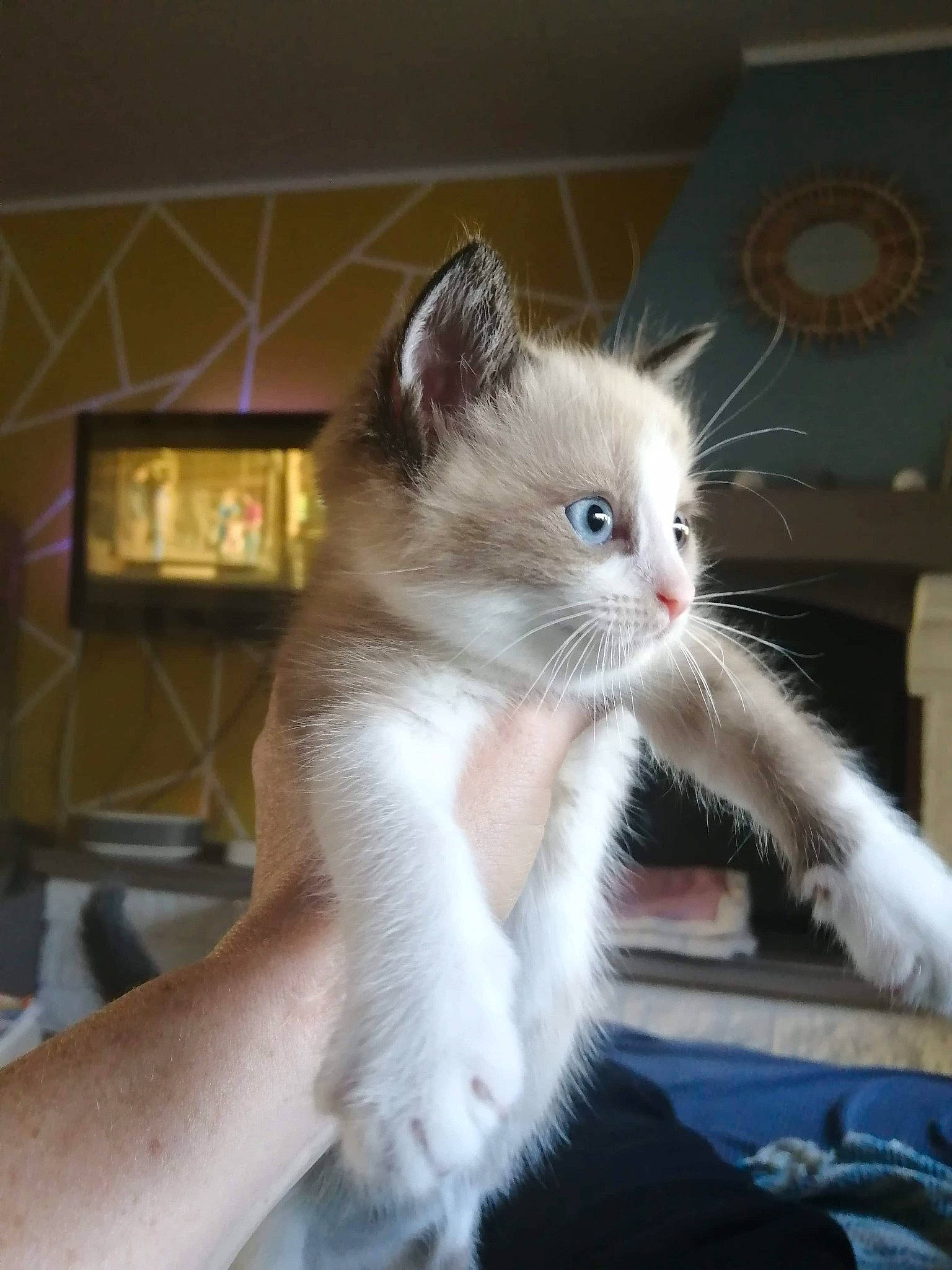 Ruby participe au concours pour gagner de l'argent avec cette photo : asian, british_semi_longhair, carnivore, cat, ear, eye, fawn, felidae, iris, kitten, mammal, ojos_azules, polydactyl_cat, ragdoll, small_to_medium_sized_cats, turkish_angora, turkish_van, vertebrate, whiskers