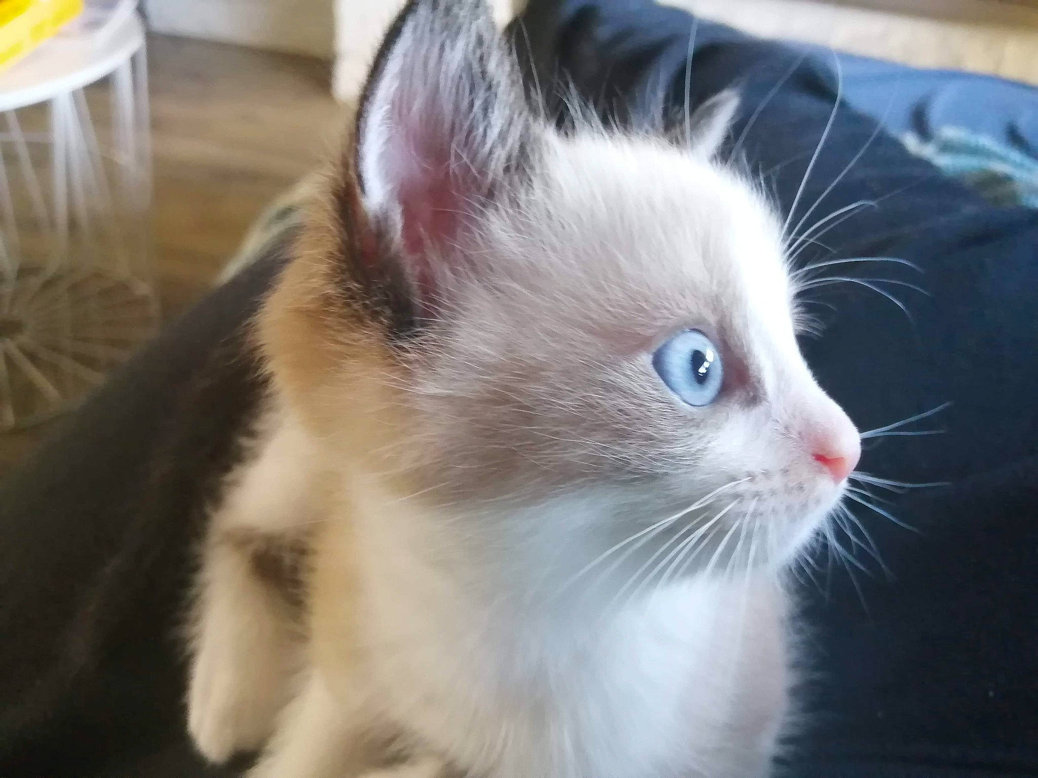 Ruby participe au concours pour gagner de l'argent avec cette photo : american_curl, carnivore, cat, domestic_long_haired_cat, ear, eye, felidae, fur, iris, kitten, mammal, norwegian_forest_cat, ragamuffin, ragdoll, small_to_medium_sized_cats, snout, turkish_angora, turkish_van, vertebrate, whiskers
