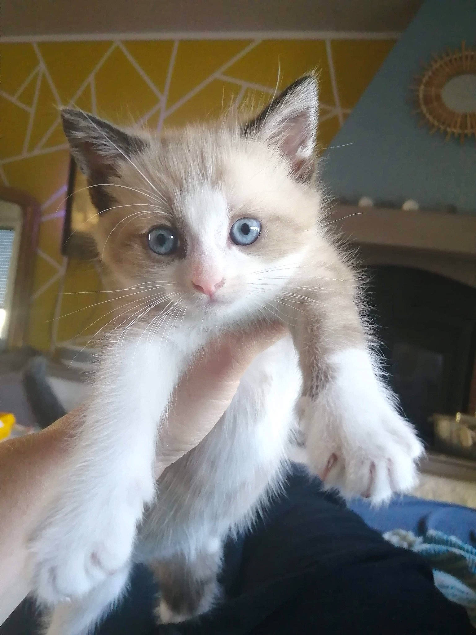 Ruby participe au concours pour gagner de l'argent avec cette photo : asian, asian_semi_longhair, british_semi_longhair, carnivore, cat, domestic_long_haired_cat, fawn, felidae, iris, javanese, kitten, mammal, ojos_azules, polydactyl_cat, ragamuffin, ragdoll, small_to_medium_sized_cats, snowshoe, vertebrate, whiskers
