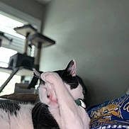 Brutus is registered to the contest to win money with this photo: animal, architecture, bed, bedroom, building, cat, couch, cushion, electronics, furniture, homedecor, indoors, interiordesign, kitten, livingroom, manx, person, pet, room, sleeping