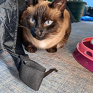 Tank is registered to the contest to win money with this photo: cat, siamese_cat, blue_eyes, carpet, indoor, pet_toy, black_strap, feline, whiskers, ears, fur, close_up, animal, domestic, curious, crouching, houseplant, background, floor, light