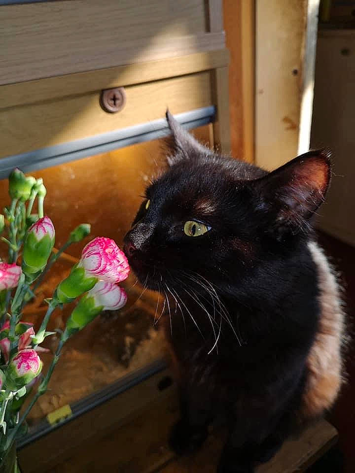 Koda joined the competition — help win amazing prizes! black_cat, bombay, carnivore, cat, domestic_short_haired_cat, felidae, flower, flower_arranging, flowerpot, fur, grass, houseplant, petal, plant, rose, small_to_medium_sized_cats, snout, tail, whiskers, window