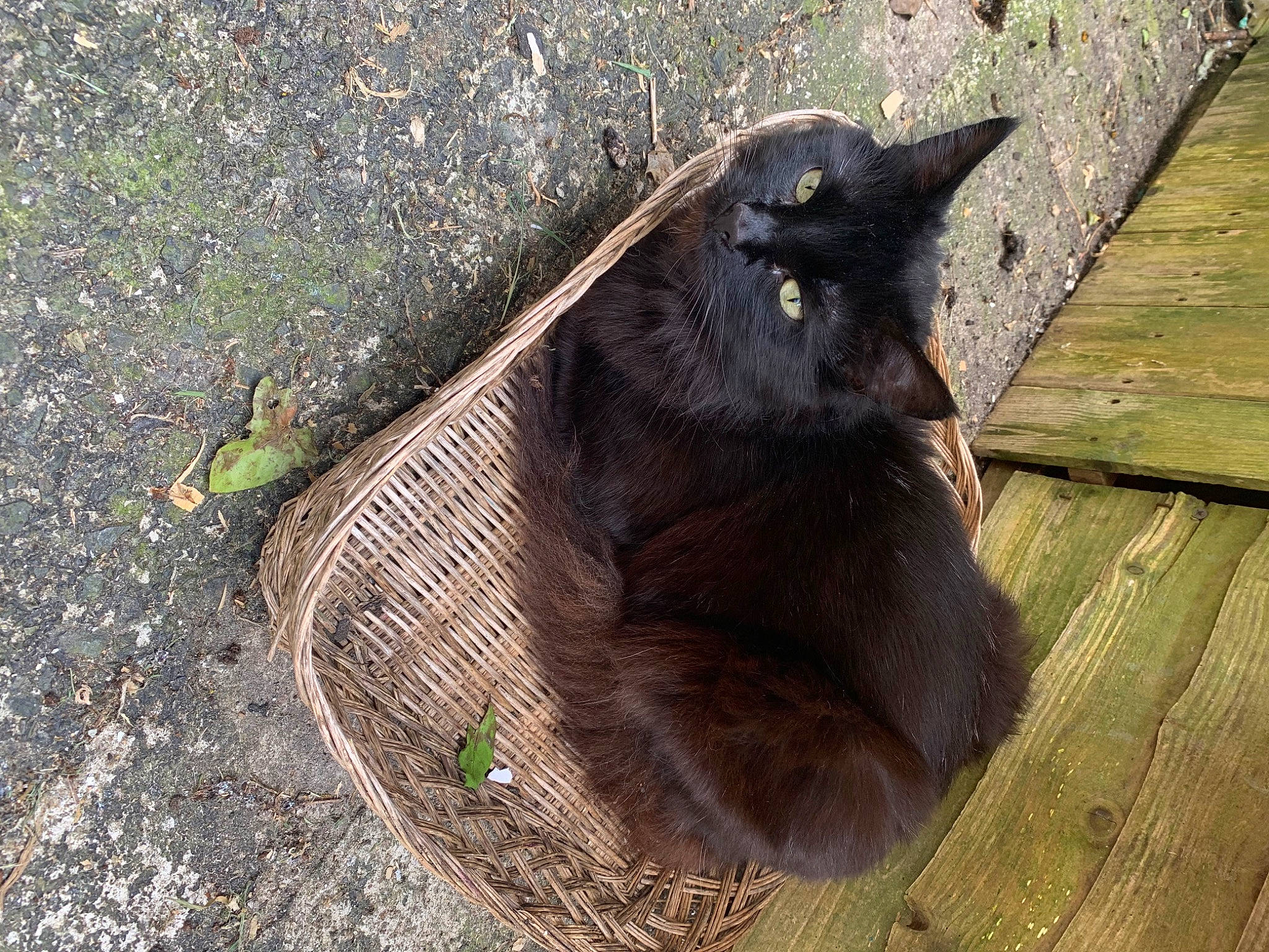 Koda joined the competition — help win amazing prizes! bat, beak, felidae, fur, grass, marsupial, pest, plant, rodent, small_to_medium_sized_cats, snout, tail, terrestrial_animal, whiskers, wildlife, wood