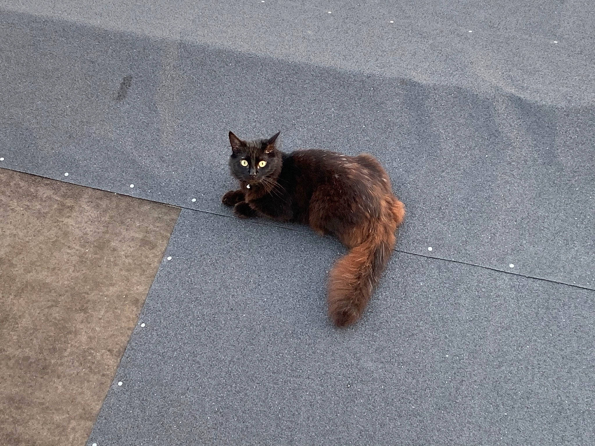 Koda joined the competition — help win amazing prizes! asphalt, automotive_tire, carnivore, cat, domestic_short_haired_cat, felidae, fox_squirrel, fur, grey, human_leg, paw, road_surface, sidewalk, small_to_medium_sized_cats, snout, squirrel, tail, tar, terrestrial_animal, whiskers