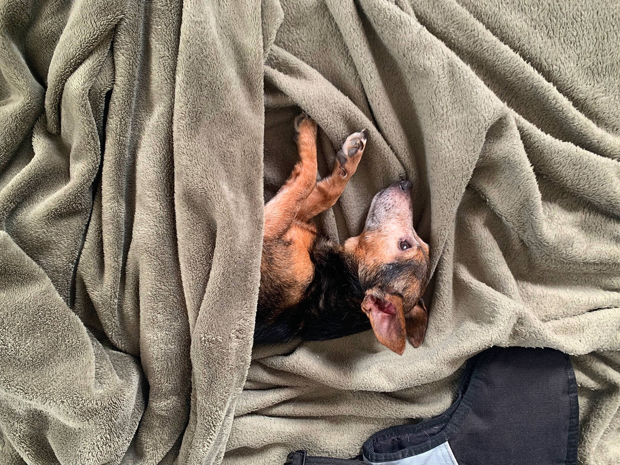 Cola joined the competition — help win amazing prizes! army, carnivore, comfort, dog, dog_breed, fawn, gesture, grey, human_leg, linens, mammal, military, military_camouflage, military_person, pattern, sleeve, soldier, uniform, vertebrate, wrinkle