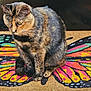 cat, tortoiseshell, doormat, butterfly, colorful, animal, pet, fur, pattern, sitting, outdoor, closeup, whiskers, yellow_eyes, black, brown, orange, texture, sunlight, door