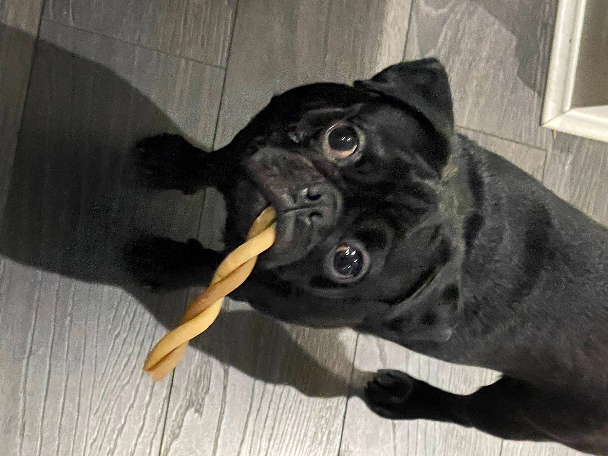 Polo joined the competition — help win amazing prizes! borador, canidae, carnivore, collar, companion_dog, dog, dog_breed, dog_collar, dog_supply, ear, eye, fawn, fur, grey, personal_protective_equipment, sporting_group, tail, toy_dog, whiskers, working_animal