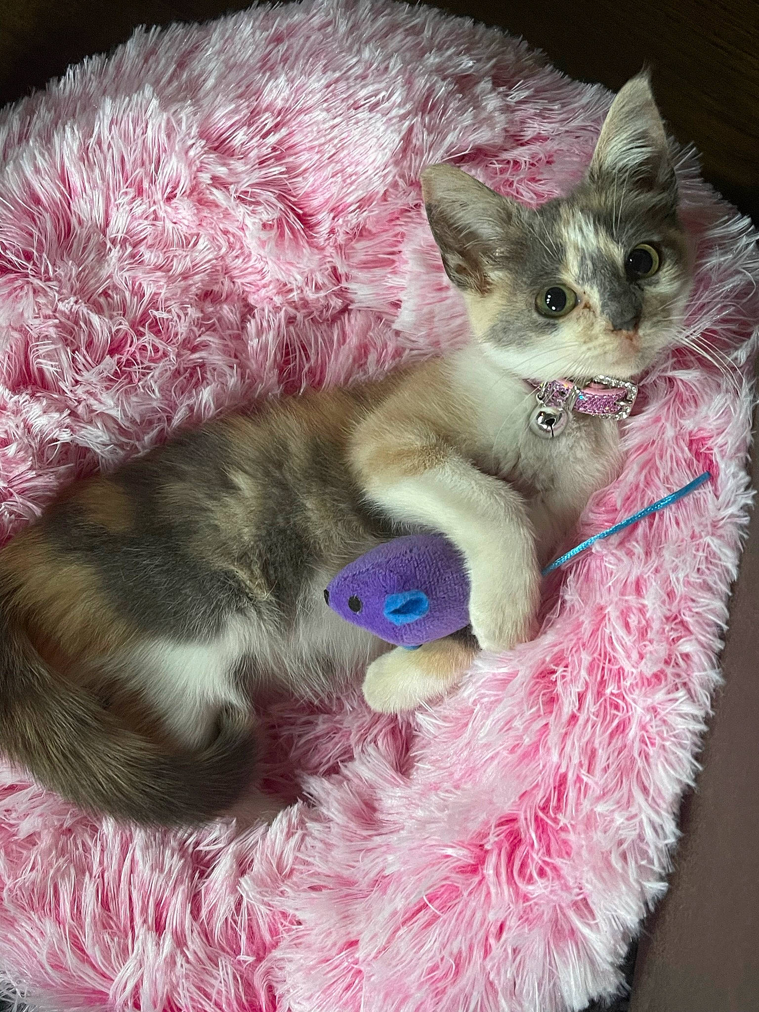 Biscuits is registered to the contest to win money with this photo: canidae, carnivore, cat, cat_toy, claw, costume_hat, domestic_short_haired_cat, event, fashion_accessory, fawn, felidae, fur, magenta, paw, pink, small_to_medium_sized_cats, snout, tail, whiskers, woolen