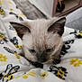 Grey joined the competition — help win amazing prizes! kitten, cat, siamese, blue_eyes, blanket, bee_pattern, cozy, indoor, pet, fur, whiskers, cute, young, animal, soft, home, comfort, close_up, snuggle, relax