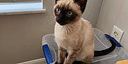Grey is registered to the contest to win money with this photo: siamese_cat, kitten, blue_eyes, plastic_container, cat_food, kibble, window_blinds, wall_decor, love_sign, bark_sign, floor_tile, electrical_outlet, indoor, pet, curious, feline, sitting, corner, home, domestic_animal
