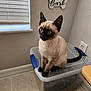 siamese_cat, kitten, blue_eyes, plastic_container, cat_food, kibble, window_blinds, wall_decor, love_sign, bark_sign, floor_tile, electrical_outlet, indoor, pet, curious, feline, sitting, corner, home, domestic_animal
