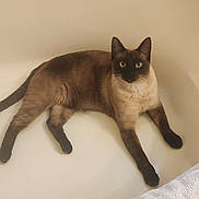 Grey joined the competition — help win amazing prizes! cat, siamese, bathtub, blue_eyes, fur, animal, pet, indoor, relaxed, whiskers, paw, tail, clean, white, towel, curious, looking, laying, domestic, feline