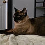 Grey joined the competition — help win amazing prizes! cat, siamese_cat, indoor, blanket, furniture, door, shelf, flower_vase, pet, animal, fur, whiskers, relaxing, resting, mammal, domestic, cozy, soft, brown, cream