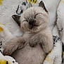 kitten, sleeping, blanket, soft, fluffy, cute, animal, pet, cozy, resting, feline, young, small, content, peaceful, indoors, closeup, comfort, fur, relaxed